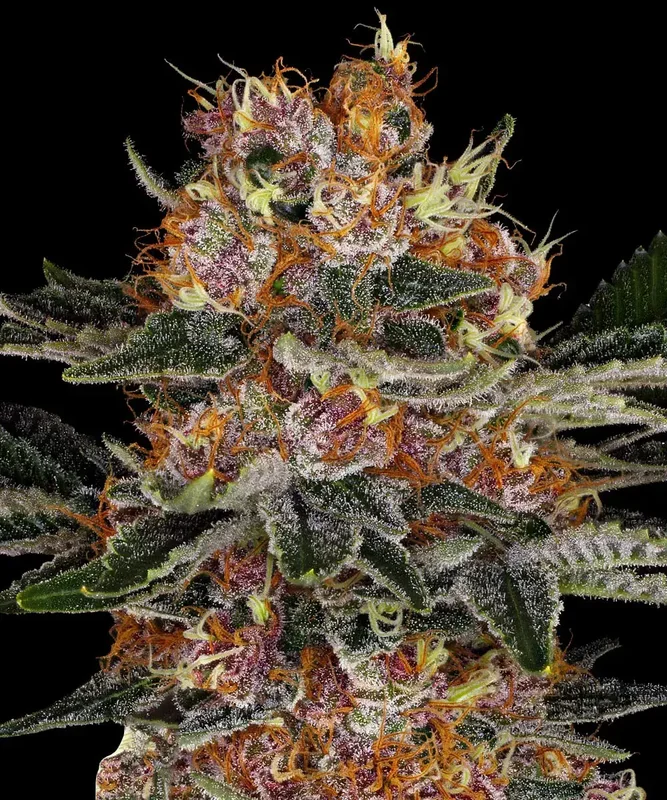 Purple Punch van Barney's Farm