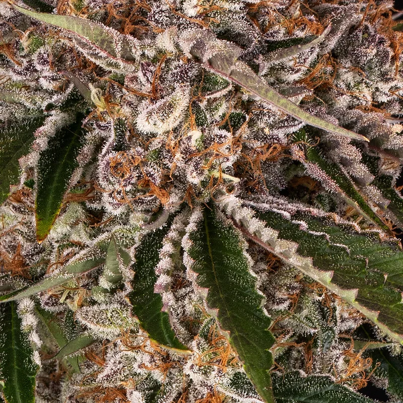 Cookie Casket van Barney's Farm