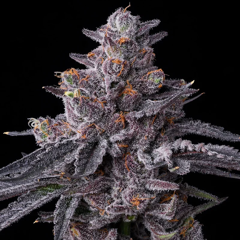 Zillions van Barney's Farm