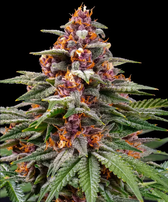 Runtz van Barney's Farm