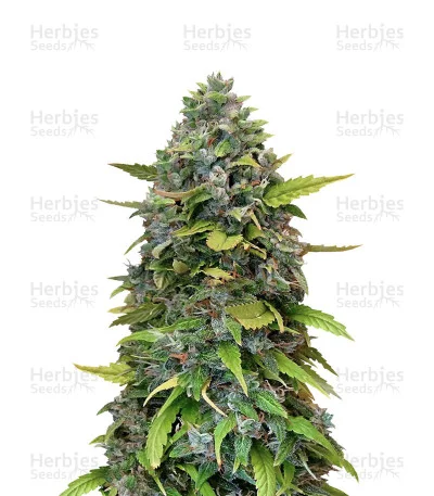 GG#4 Original Glue van Barney's Farm
