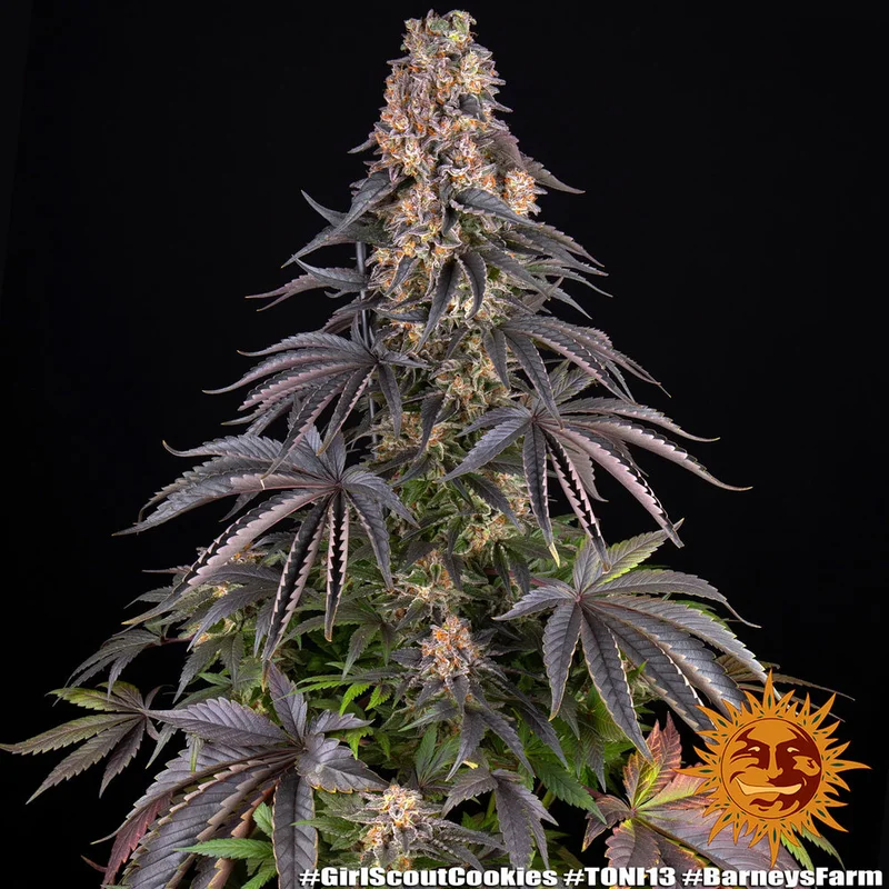 Girl Scout Cookies van Barney's Farm