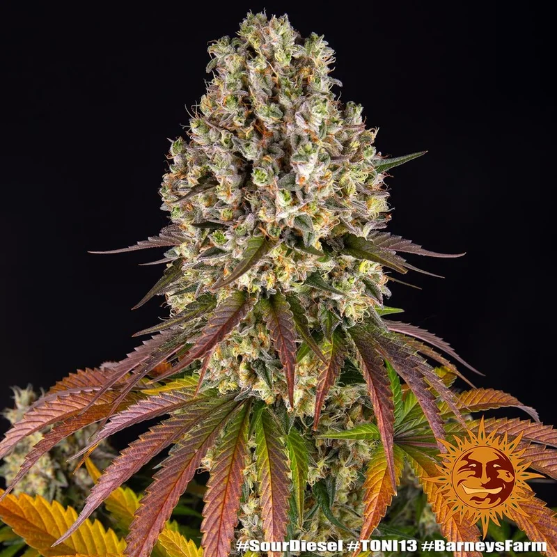 Sour Diesel van Barney's Farm