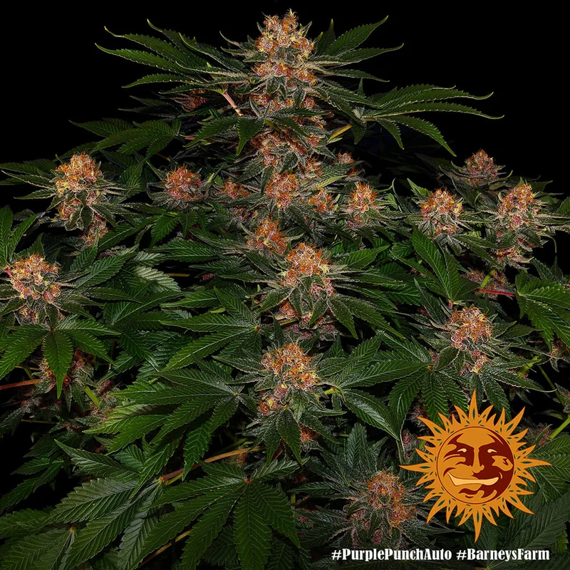 Purple Punch van Barney's Farm