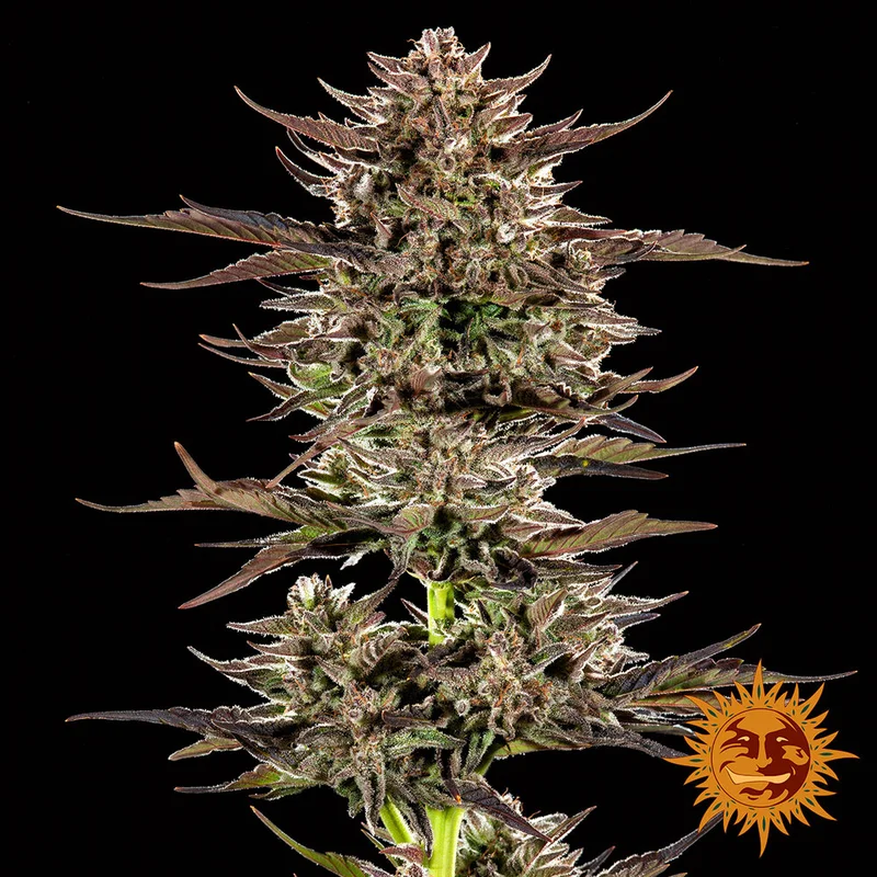 Frosted Zinn x 3 Bears OG van Barney's Farm