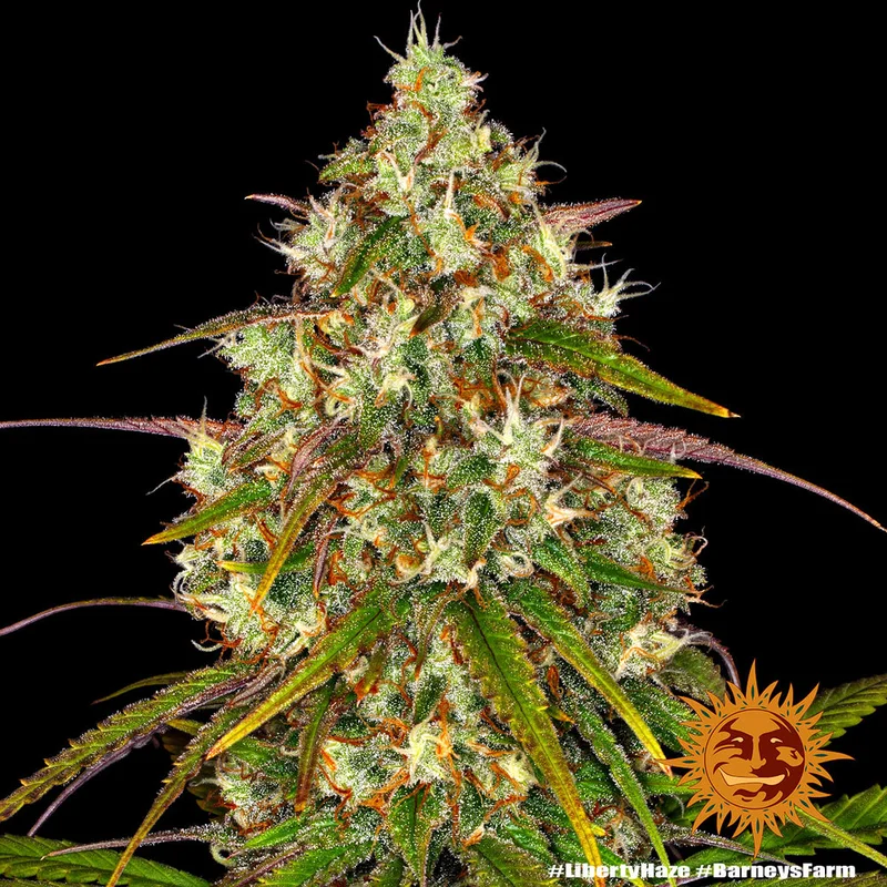 Liberty Haze van Barney's Farm