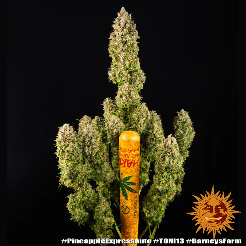 Pineapple Express van Barney's Farm