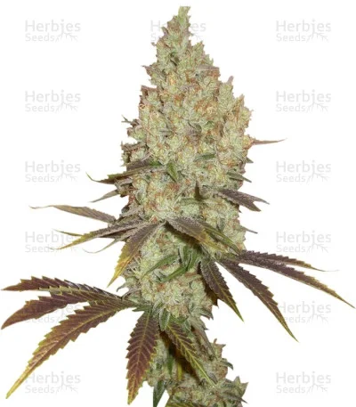 Red Dragon van Barney's Farm