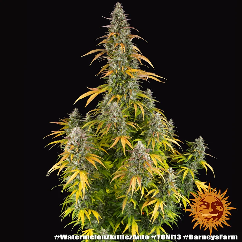 Watermelon Zkittlez van Barney's Farm