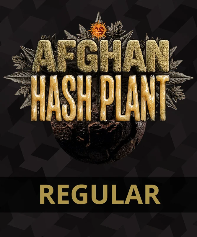 Afghan Hash Plant van Barney's Farm