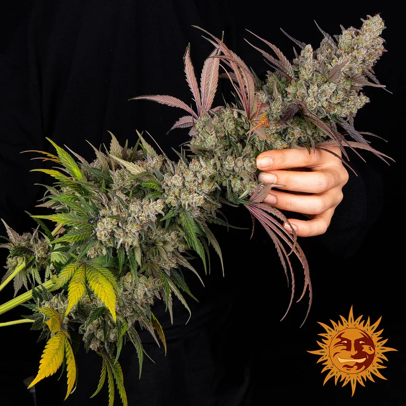 Kush Mintz van Barney's Farm