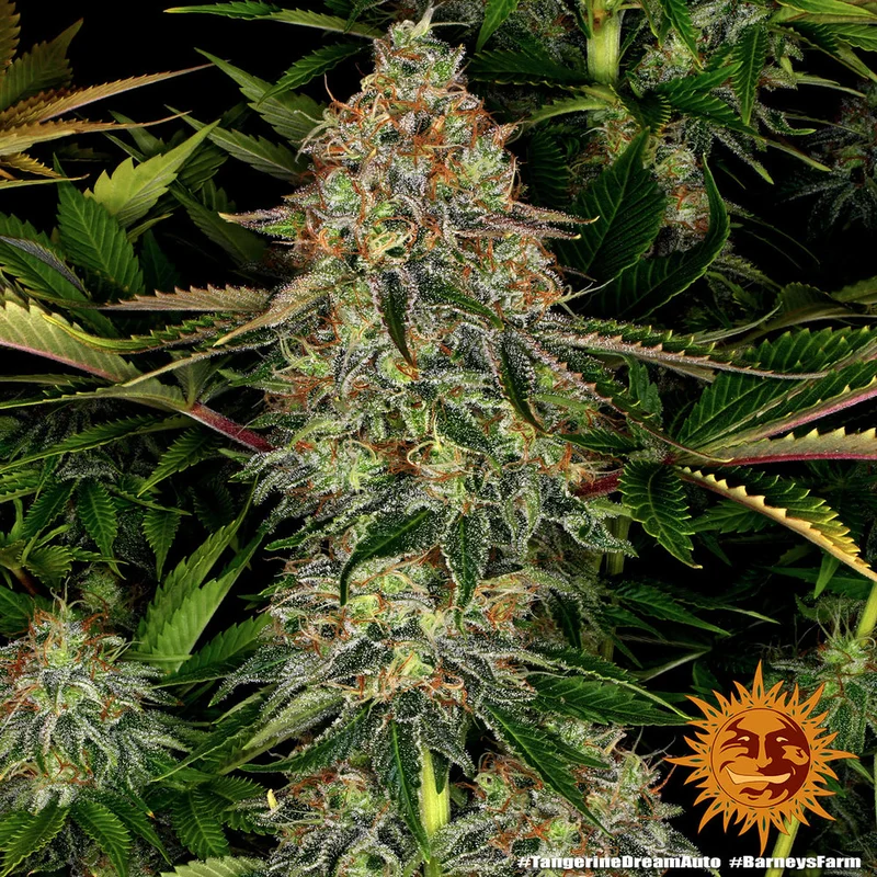 Tangerine Dream van Barney's Farm