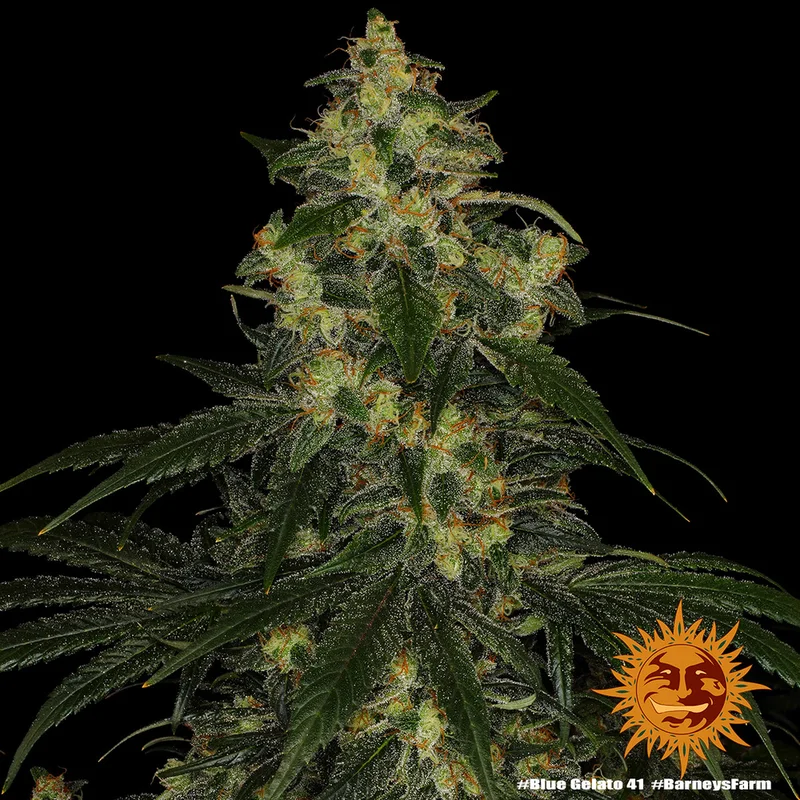 Blue Gelato 41 van Barney's Farm