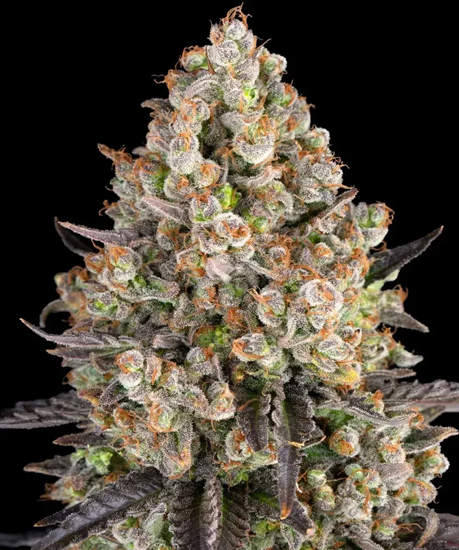 OG Kush van Barney's Farm