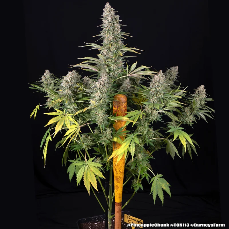 Pineapple Chunk van Barney's Farm