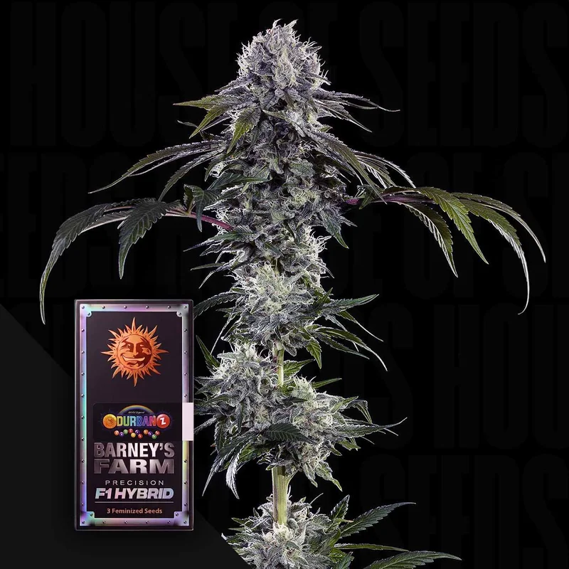 Durban Z F1 van Barney's Farm