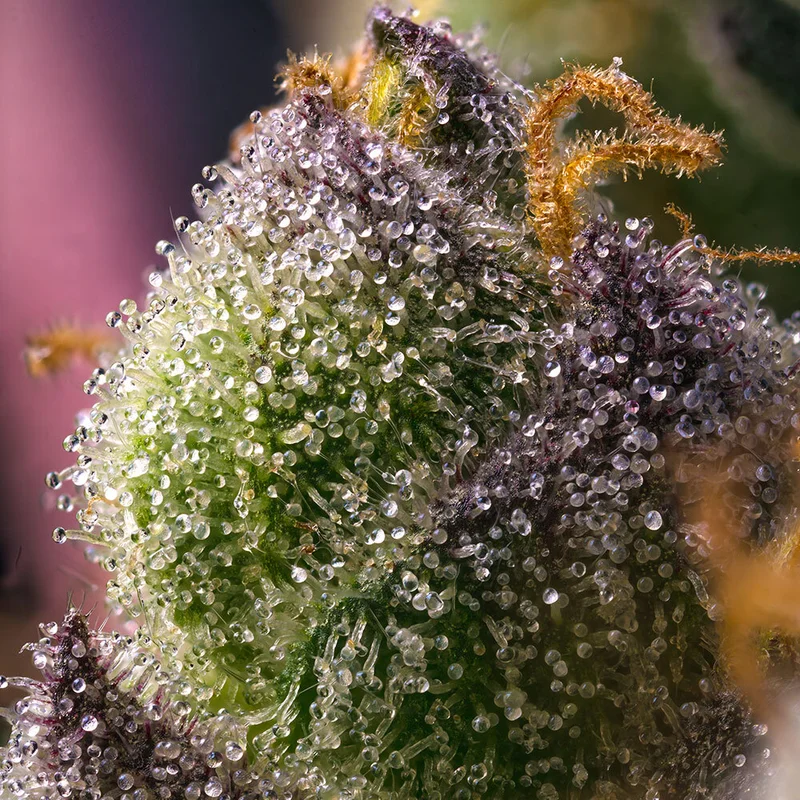 Hindu Kush van Barney's Farm
