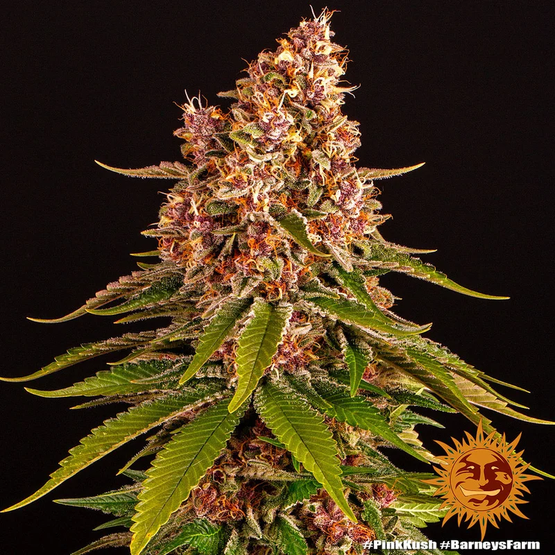 Pink Kush van Barney's Farm