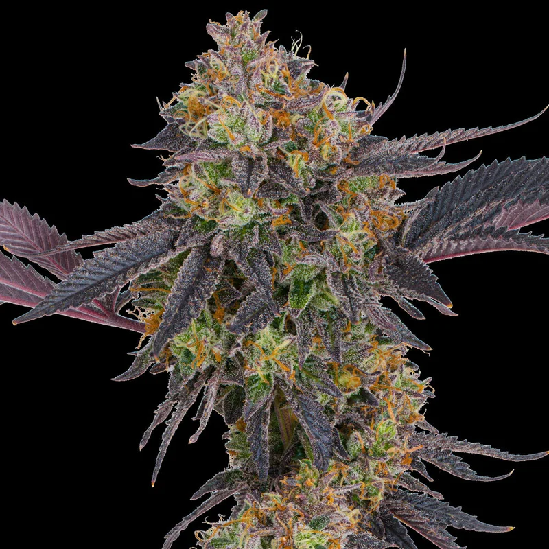 Tropicana Cherry van Barney's Farm