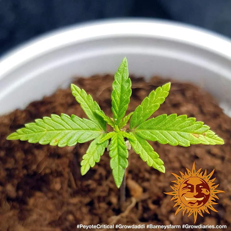 Peyote Critical van Barney's Farm