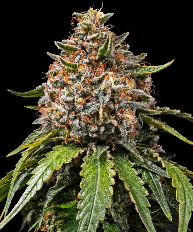 White Widow XXL van Barney's Farm