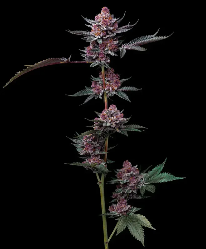 Cherry Poppers van Barney's Farm
