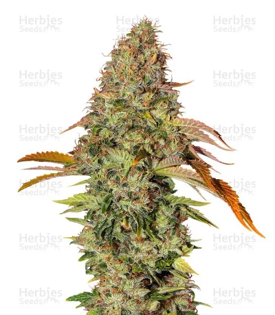Z OG van Barney's Farm