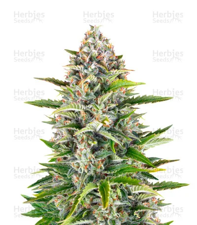 Gorilla Z van Barney's Farm