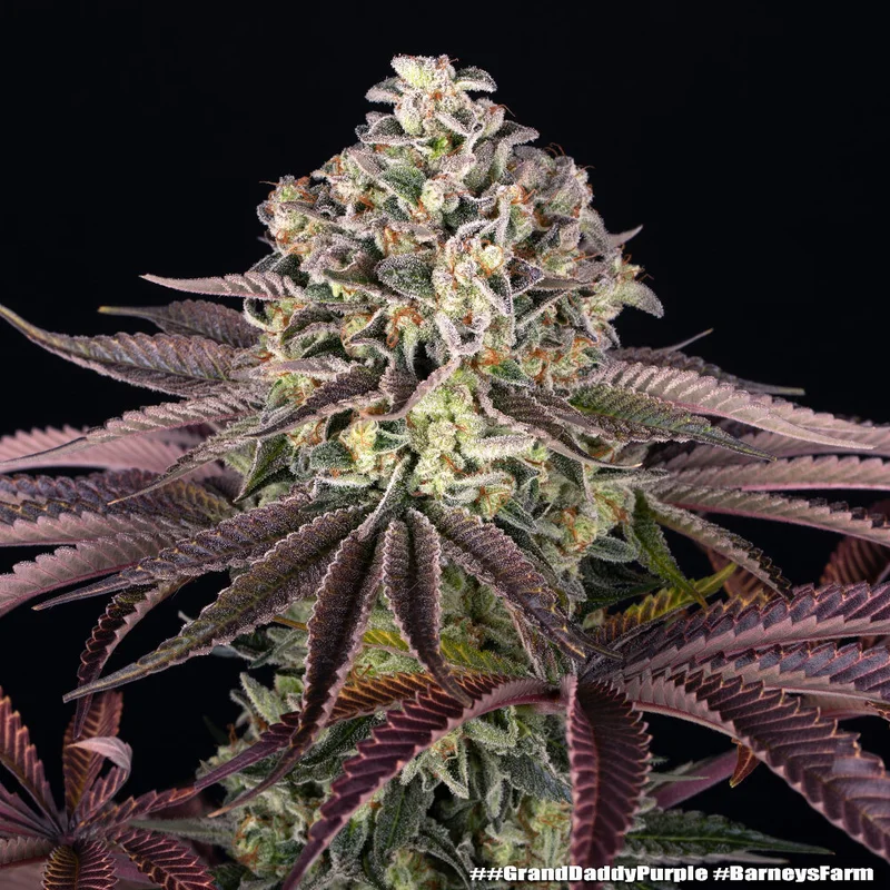 GrandDaddy Purple van Barney's Farm