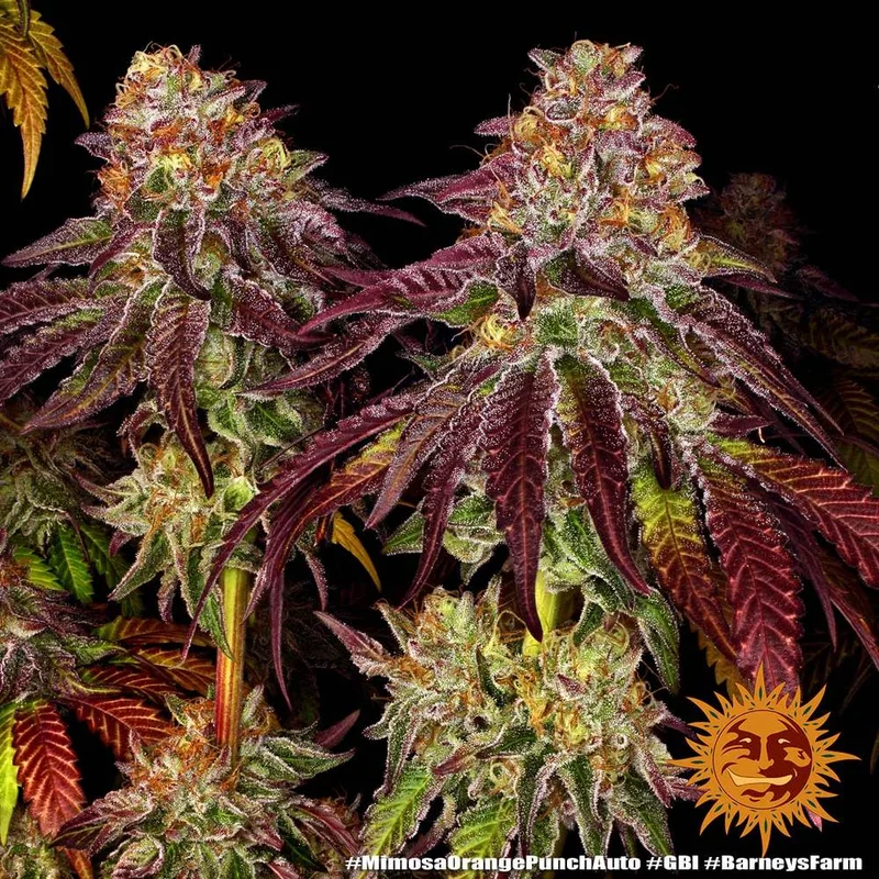 Mimosa x Orange Punch van Barney's Farm