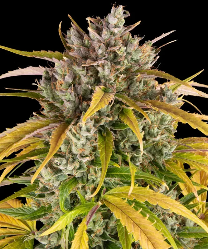 LSD van Barney's Farm
