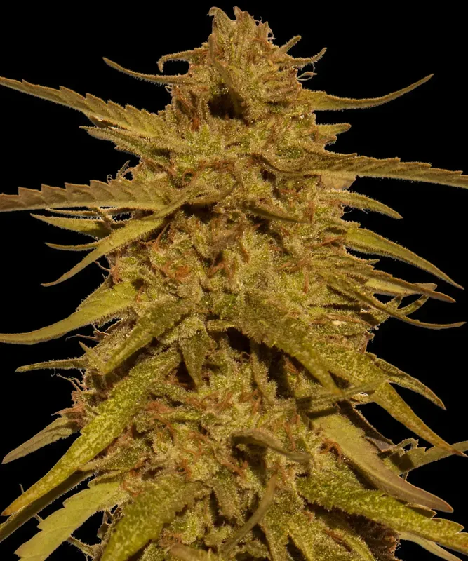 Pineapple Haze van Barney's Farm