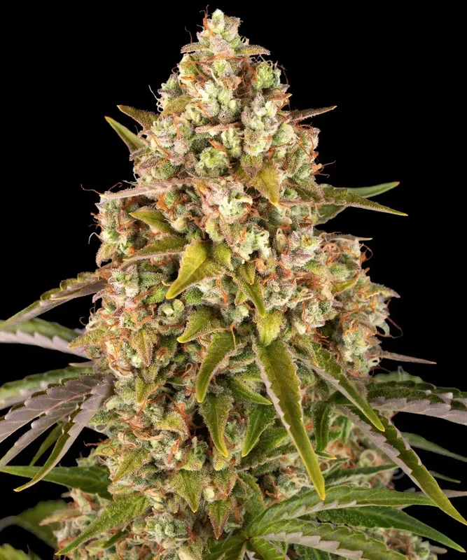 Critical Kush van Barney's Farm