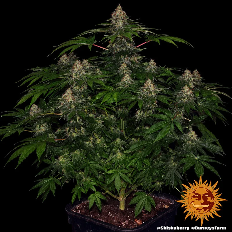 ShiskaBerry van Barney's Farm