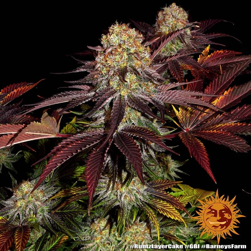 Runtz x Layer Cake van Barney's Farm