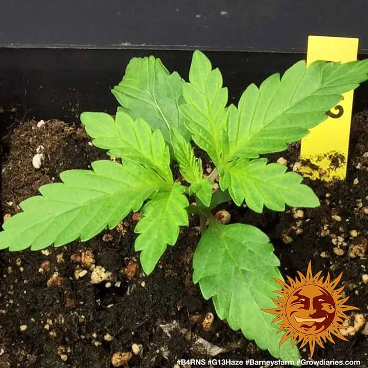 G13 Haze van Barney's Farm