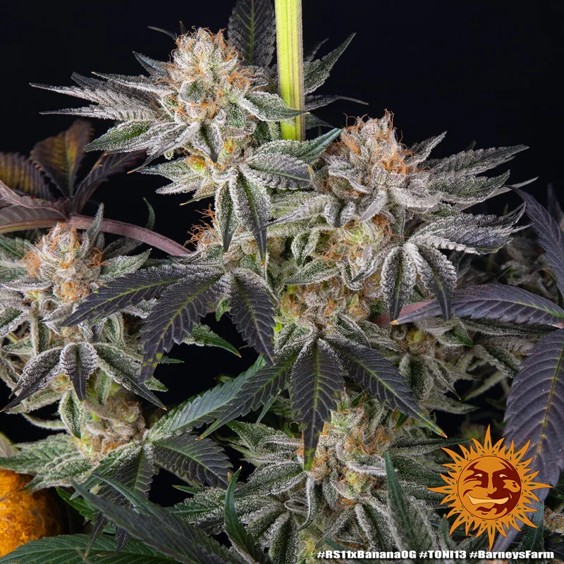 RS11 x Banana OG van Barney's Farm