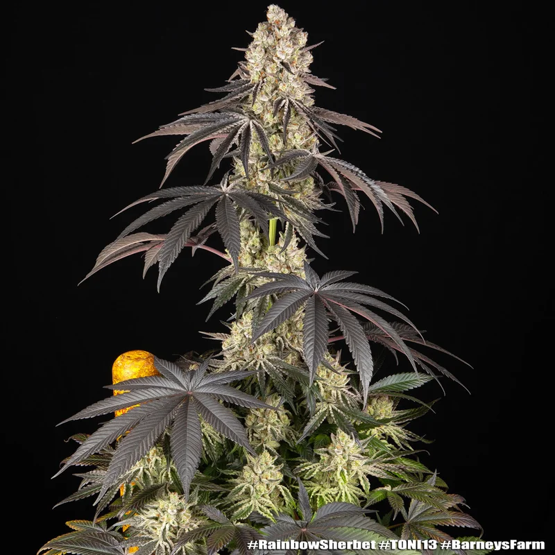Rainbow Sherbet van Barney's Farm