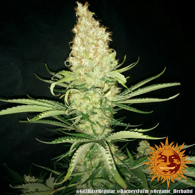 G13 Haze van Barney's Farm