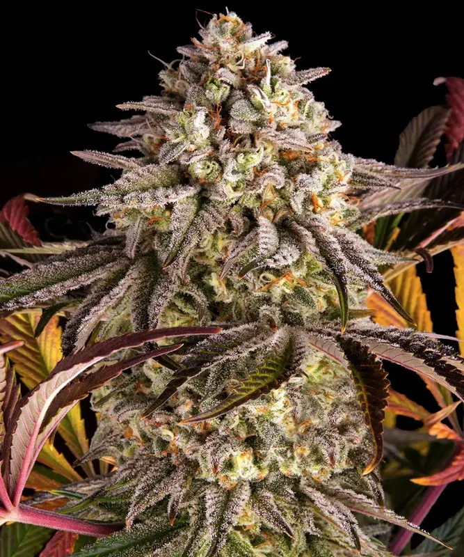 Blue Sunset Sherbert van Barney's Farm