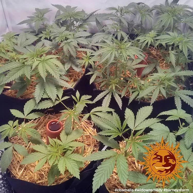 Widow Remedy van Barney's Farm