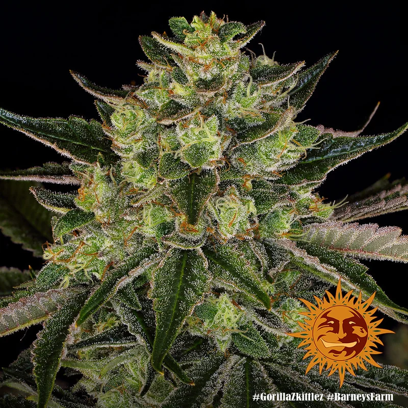 Gorilla Zkittlez van Barney's Farm