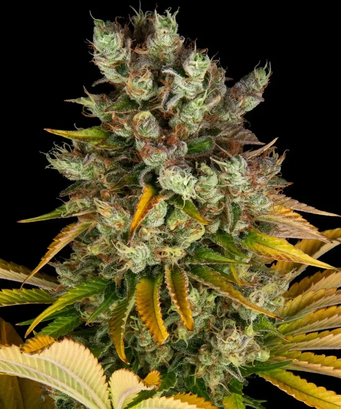 GMO van Barney's Farm