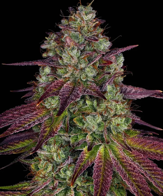 Mimosa Evo van Barney's Farm