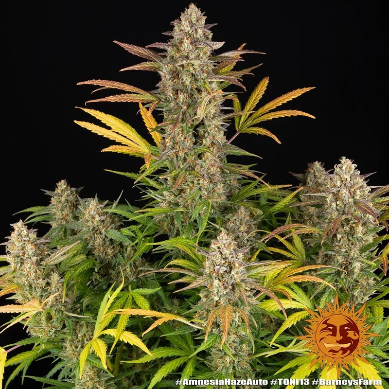 Amnesia Haze van Barney's Farm