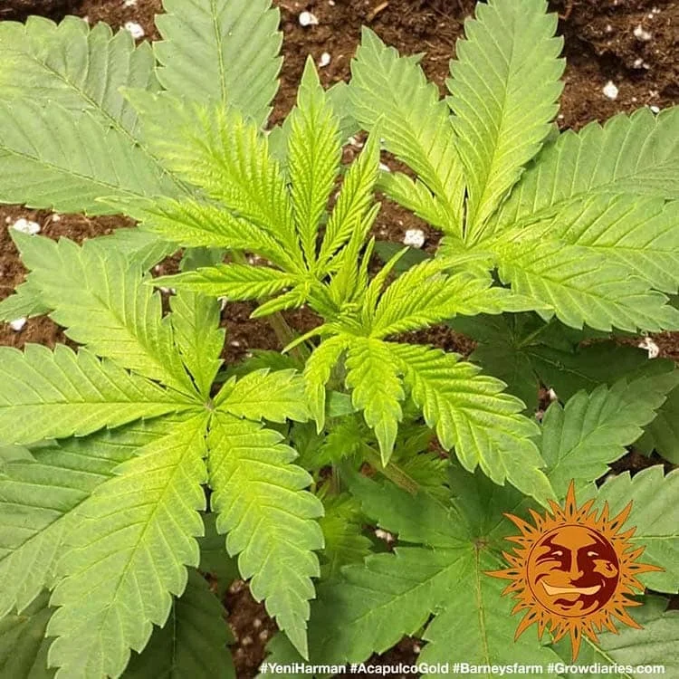 Acapulco Gold van Barney's Farm