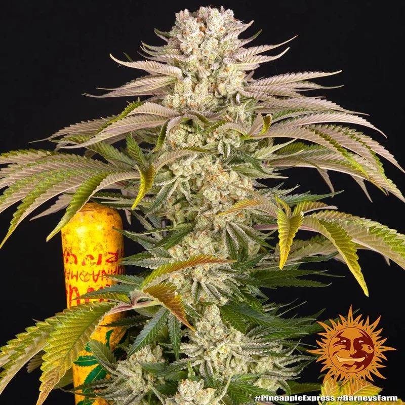 Pineapple Express van Barney's Farm