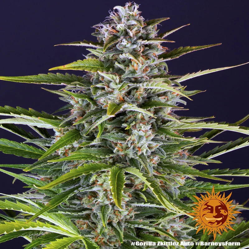 Gorilla Zkittlez van Barney's Farm