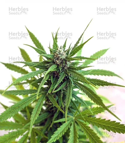 Z OG van Barney's Farm