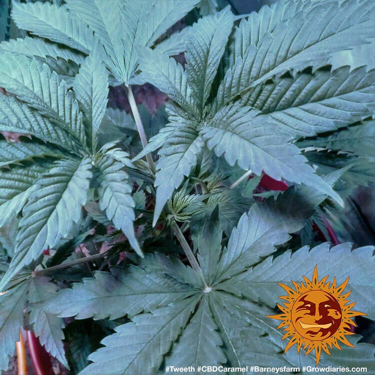 CBD Caramel van Barney's Farm